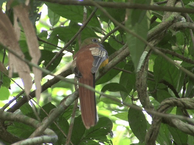 Turuncu Göğüslü Trogon [dulitensis grubu] - ML201566471