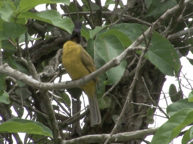 Bulbul à huppe noire - ML201566511