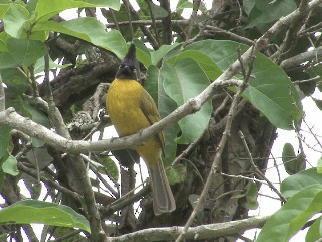 Black-crested Bulbul - ML201566521