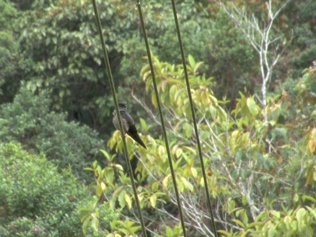 White-thighed Swallow - ML201566541