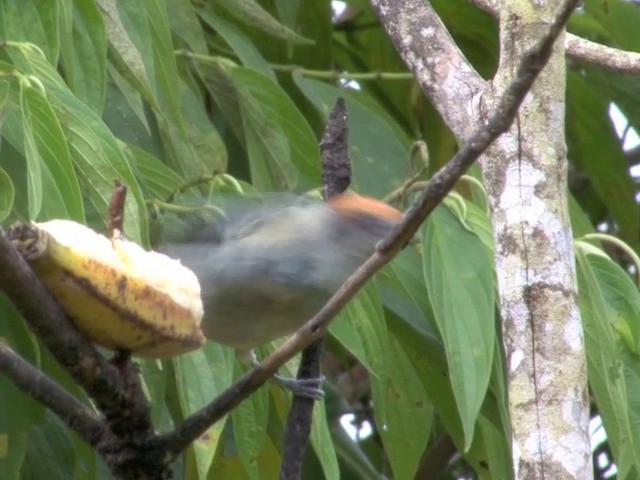 Scrub Tanager - ML201566551