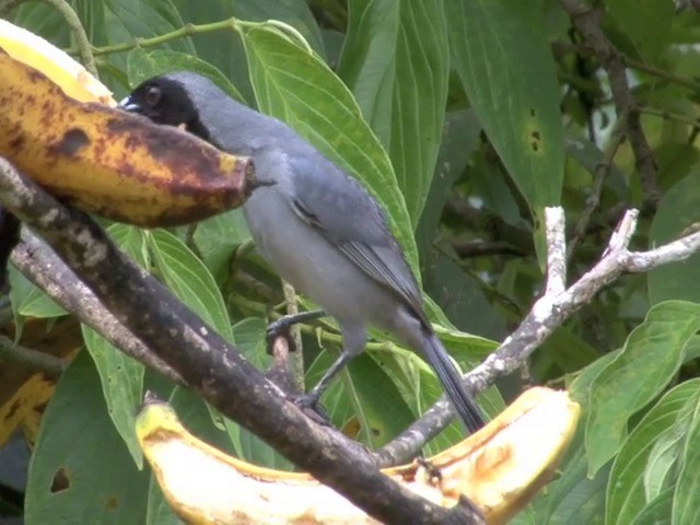 カオグロフウキンチョウ - ML201566561