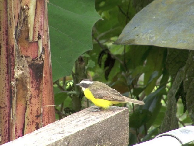 Rusty-margined Flycatcher - ML201566601