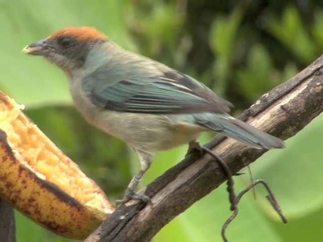 Scrub Tanager - ML201566661