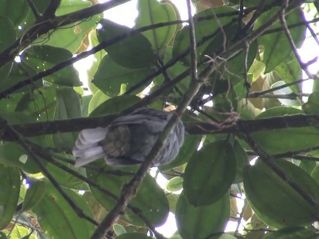 Chestnut-capped Piha - ML201566711