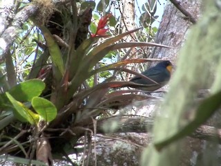  - Purplish-mantled Tanager