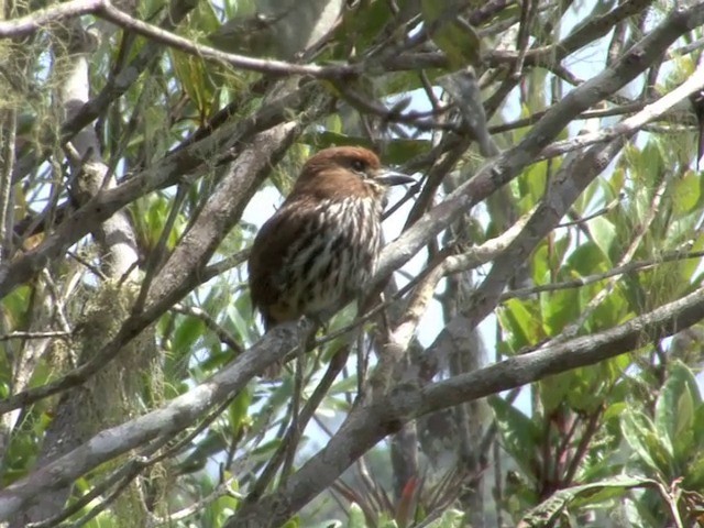 Lanceolated Monklet - ML201566771