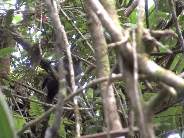 Batará Unicolor - ML201566781