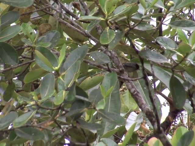 Rufous-throated Tanager - ML201567031