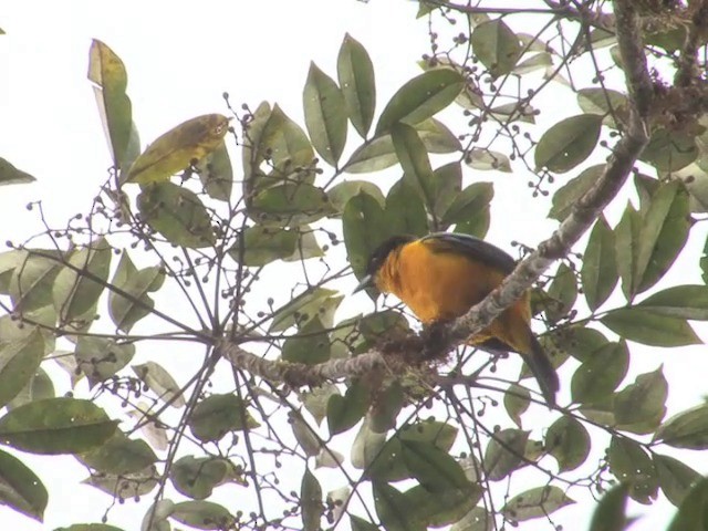 Black-chinned Mountain Tanager - ML201567051