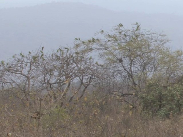 Cordilleran Parakeet - ML201567061