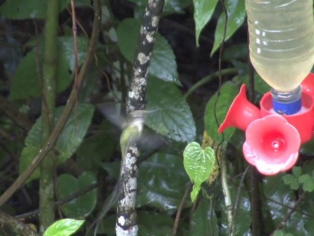 kolibřík podivuhodný - ML201567181