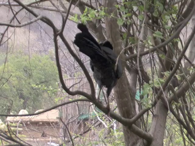 White-winged Guan - ML201567211