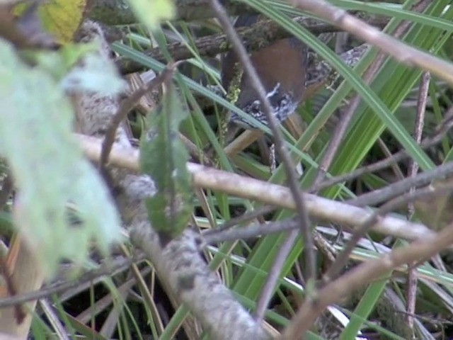 Bar-winged Wood-Wren - ML201567221