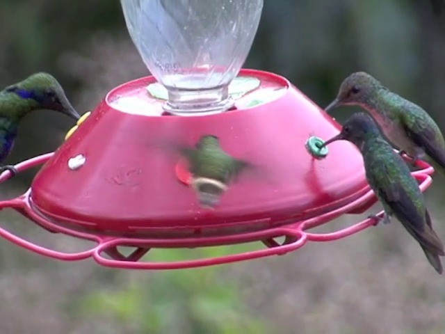 Rufous-crested Coquette - ML201567421