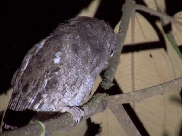 Foothill Screech-Owl (Foothill) - ML201567431