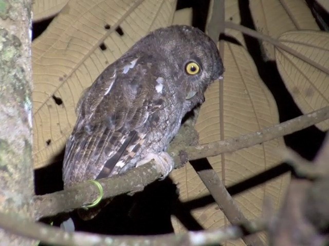 Foothill Screech-Owl (Foothill) - ML201567441