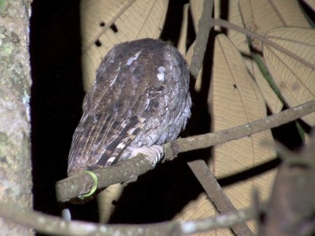 Foothill Screech-Owl (Foothill) - ML201567451