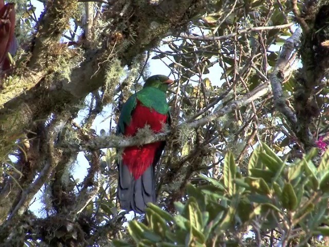 Golden-headed Quetzal - ML201567471