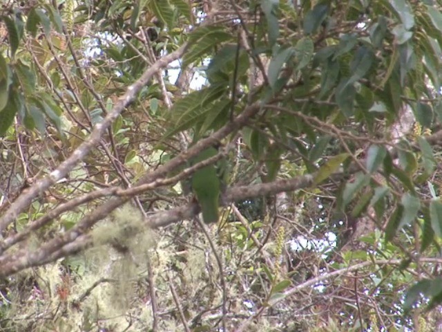 Green-and-black Fruiteater (Green-and-black) - ML201567541