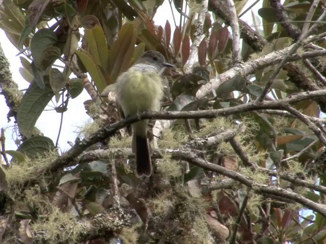 Pale-edged Flycatcher - ML201567561