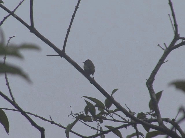 Lafresnaye's Piculet - ML201567641