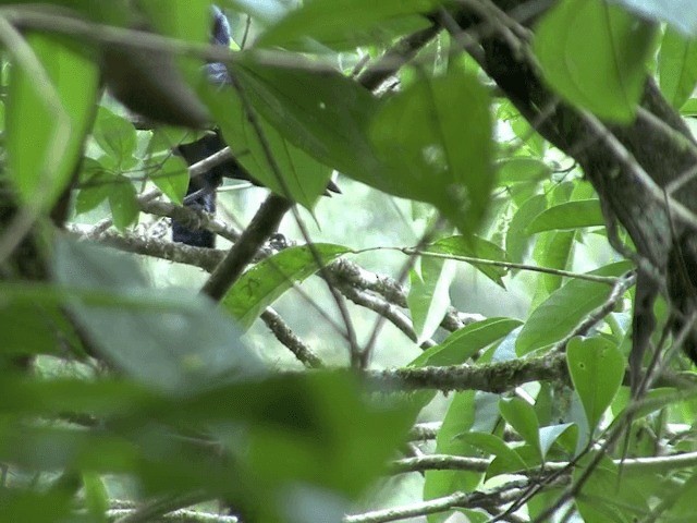 Амазонская зонтичная птица - ML201567651
