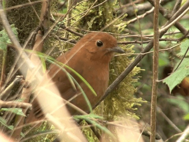 Equatorial Antpitta - ML201567711