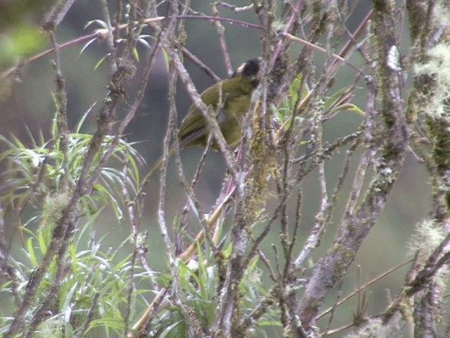 Black-capped Hemispingus (Black-capped) - ML201567781