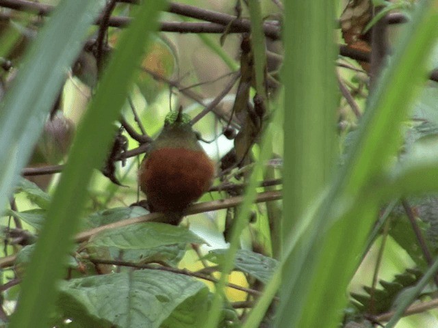 Chestnut-breasted Coronet - ML201567801