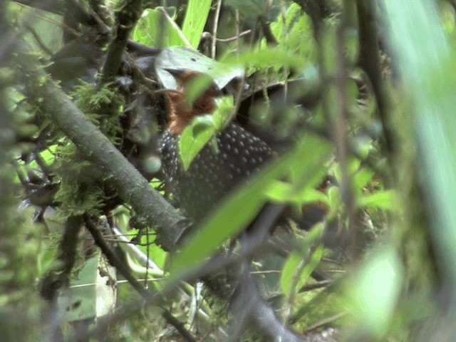 Tapaculo Ocelado - ML201567821