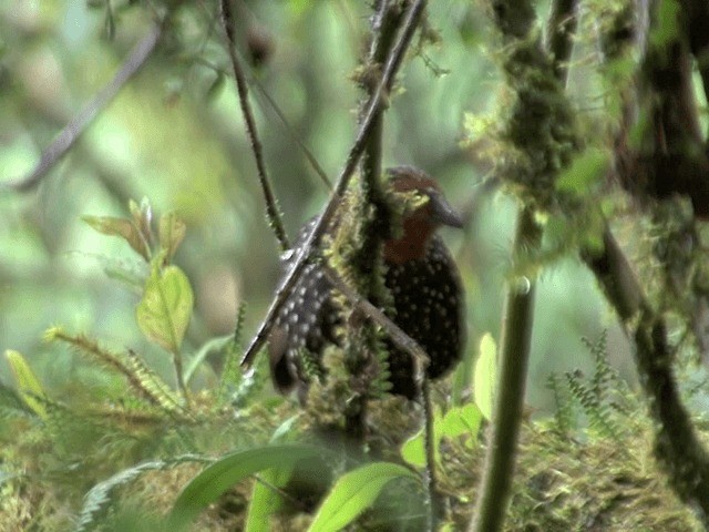 Perlmanteltapaculo - ML201567831