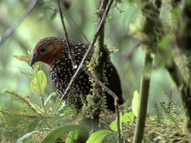 Tapaculo Ocelado - ML201567841