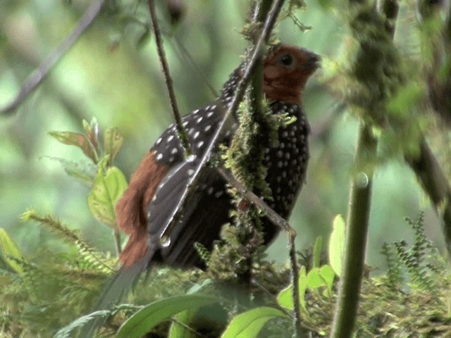 Tapaculo Ocelado - ML201567851