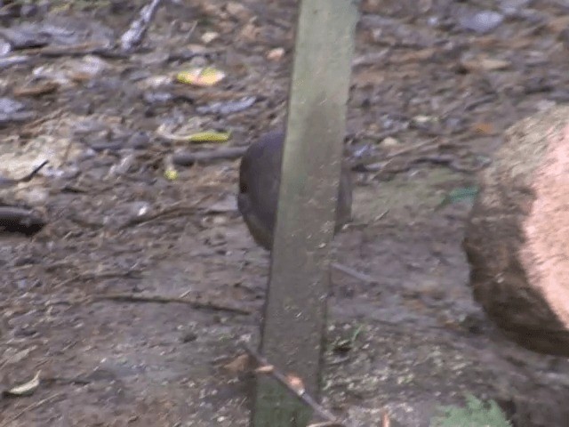 White-throated Quail-Dove - ML201567871