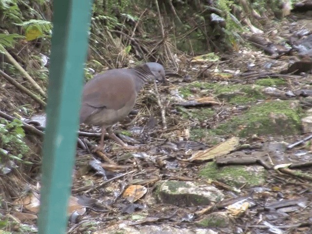 White-throated Quail-Dove - ML201567881