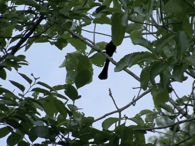 Racket-tailed Treepie - ML201567991