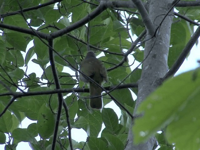 Stripe-throated Bulbul - ML201568041