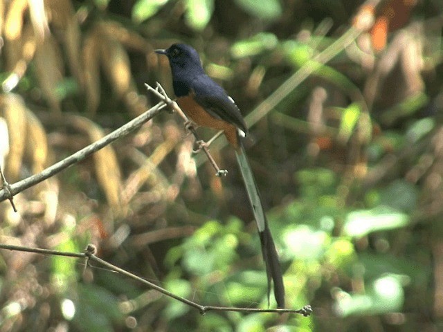 White-rumped Shama (White-rumped) - ML201568071