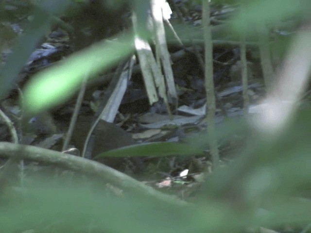 Scaly-breasted Partridge (Green-legged) - ML201568101