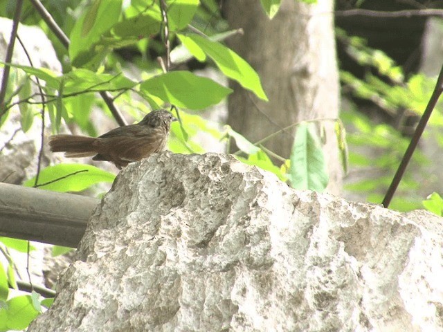 Rufous Limestone Babbler - ML201568121