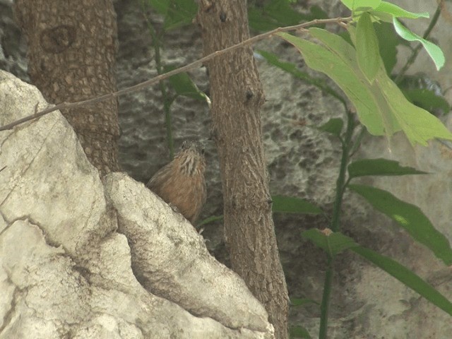 Rufous Limestone Babbler - ML201568131