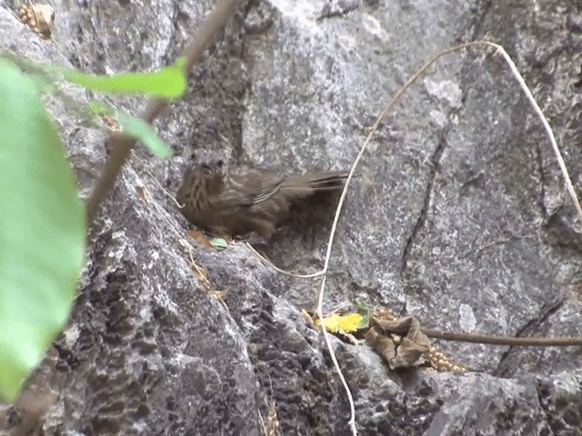 Rufous Limestone Babbler - ML201568141