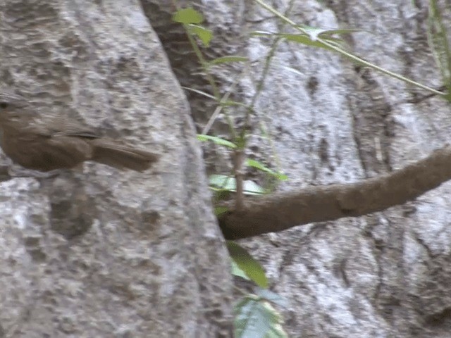 Rufous Limestone Babbler - ML201568151