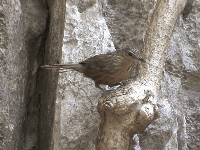 Rufous Limestone Babbler - ML201568161