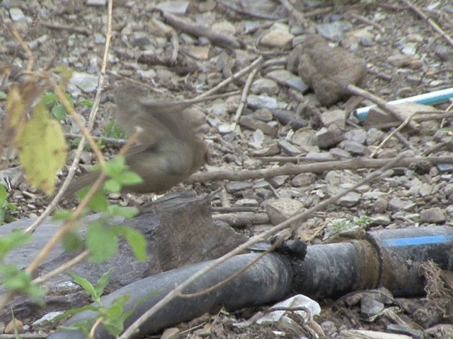 Black-chinned Babbler - ML201568181