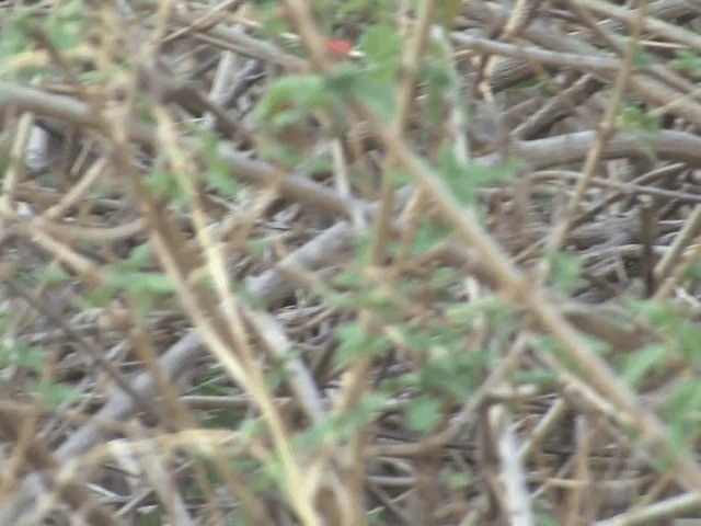 Gray-crowned Prinia - ML201568191