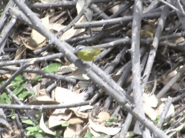 Gray-hooded Warbler - ML201568201