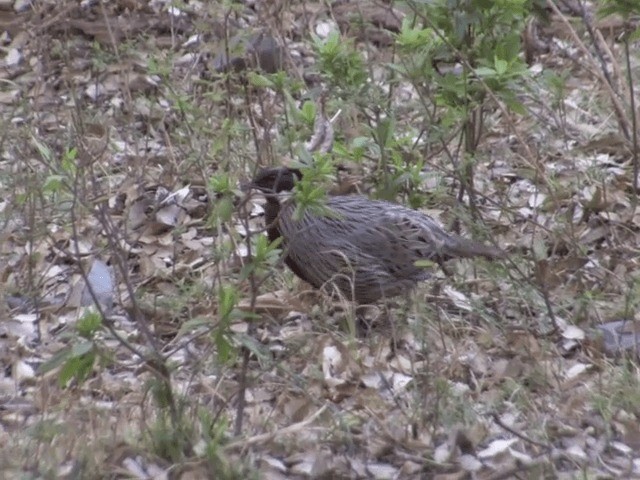 Koklass Pheasant - ML201568231