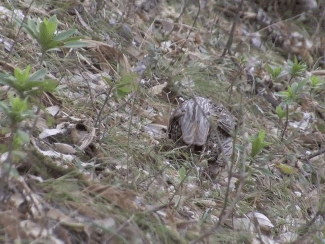 bažant chocholatý - ML201568241